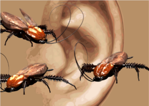 Read more about the article A Cockroach In A Doctor’s Ear